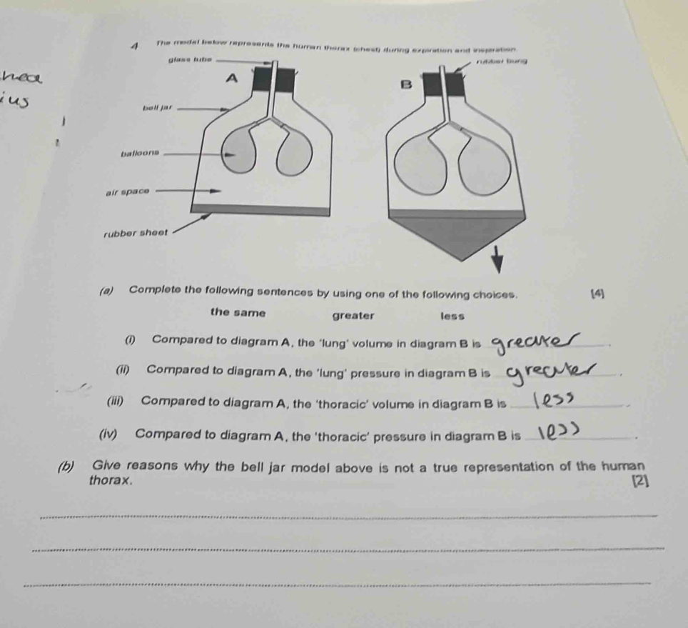 The modal below represants the human thorax (shest) during expiration and inspration
(a) Complete the following sentences by using one of the following choices. [4]
the same greater less
(i) Compared to diagram A. the ‘lung’ volume in diagram B is_
(ii) Compared to diagram A, the ‘lung’ pressure in diagram B is_
_
。
(iii) Compared to diagram A, the ‘thoracic’ volume in diagram B is_
(iv) Compared to diagram A, the ‘thoracic’ pressure in diagram B is_
(b) Give reasons why the bell jar model above is not a true representation of the human
thorax.
[2]
_
_
_