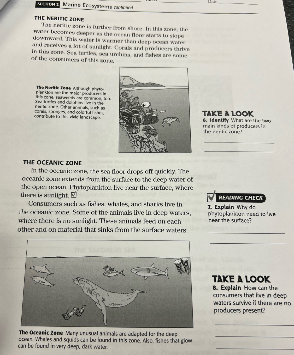 Date_ 
SECTION 2 Marine Ecosystems continued 
_ 
THE NERITIC ZONE 
The neritic zone is further from shore. In this zone, the 
water becomes deeper as the ocean floor starts to slope 
downward. This water is warmer than deep ocean water 
and receives a lot of sunlight. Corals and producers thrive 
in this zone. Sea turtles, sea urchins, and fishes are some 
of the consumers of this zone. 
The Neritic Zone Although phyto- 
plankton are the major producers in 
this zone, seaweeds are common, too. 
Sea turtles and dolphins live in the 
neritic zone. Other animals, such as 
corals, sponges, and colorful fishes,TAKE ALOOK 
contribute to this vivid landscape.6. Identify What are the two 
main kinds of producers in 
the neritic zone? 
_ 
_ 
THE OCEANIC ZONE 
In the oceanic zone, the sea floor drops off quickly. The 
oceanic zone extends from the surface to the deep water of 
the open ocean. Phytoplankton live near the surface, where 
there is sunlight. ≌ READING CHECK 
Consumers such as fishes, whales, and sharks live in 7. Explain Why do 
the oceanic zone. Some of the animals live in deep waters, phytoplankton need to live 
where there is no sunlight. These animals feed on each near the surface? 
other and on material that sinks from the surface waters._ 
_ 
TAKE A LOOK 
8. Explain How can the 
consumers that live in deep 
waters survive if there are no 
producers present? 
_ 
The Oceanic Zone Many unusual animals are adapted for the deep_ 
ocean. Whales and squids can be found in this zone. Also, fishes that glow 
can be found in very deep, dark water. 
_