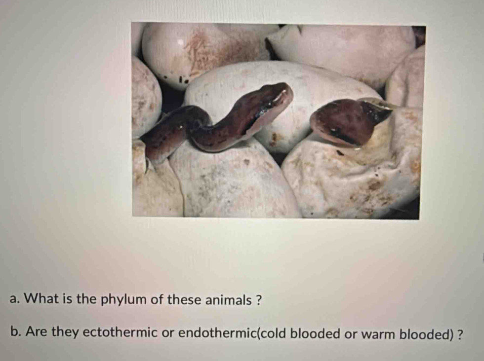 What is the phylum of these animals ? 
b. Are they ectothermic or endothermic(cold blooded or warm blooded) ?