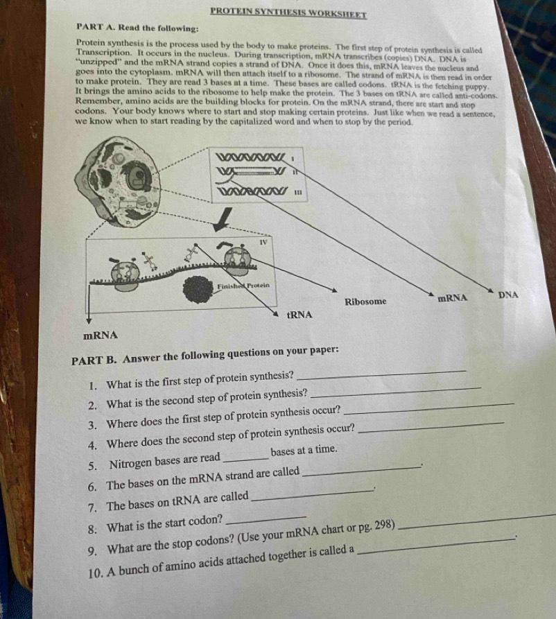 PROTEIN SYNTHESIS WORKSHEET 
PART A. Read the following: 
Protein synthesis is the process used by the body to make proteins. The first step of protein synthesis is called 
Transcription. It occurs in the nucleus. During transcription, mRNA transcribes (copies) DNA. DNA is 
“unzipped” and the mRNA strand copies a strand of DNA. Once it does this, mRNA leaves the nucleus and 
goes into the cytoplasm. mRNA will then attach itself to a ribosome. The strand of mRNA is then read in order 
to make protein. They are read 3 bases at a time. These bases are called codons. tRNA is the fetching puppy. 
It brings the amino acids to the ribosome to help make the protein. The 3 bases on tRNA are called anti-codons. 
Remember, amino acids are the building blocks for protein. On the mRNA strand, there are start and stop 
codons. Your body knows where to start and stop making certain proteins. Just like when we read a sentence, 
we know when to start reading by the capitalized word and when to stop by the period. 
_ 
PART B. Answer the following questions on your paper: 
_ 
1. What is the first step of protein synthesis? 
2. What is the second step of protein synthesis?_ 
3. Where does the first step of protein synthesis occur?_ 
4. Where does the second step of protein synthesis occur? 
5. Nitrogen bases are read_ bases at a time. 
_ 
6. The bases on the mRNA strand are called 
7. The bases on tRNA are called 
8. What is the start codon? 
_ 
9. What are the stop codons? (Use your mRNA chart or pg. 298) 
_ 
、. 
10. A bunch of amino acids attached together is called a