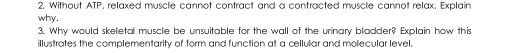 Without ATP, relaxed muscle cannot contract and a contracted muscle cannot relax. Explain 
why . 
3. Why would skeletal muscle be unsuitable for the wall of the urinary bladder? Explain how this 
illustrates the complementarity of form and function at a cellular and molecular level.