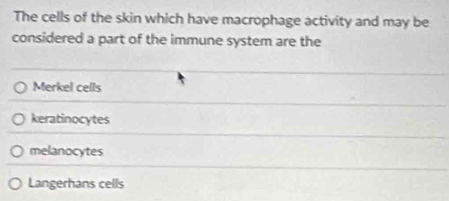 The cells of the skin which have macrophage activity and may be
considered a part of the immune system are the
Merkel cells
keratinocytes
melanocytes
Langerhans cells