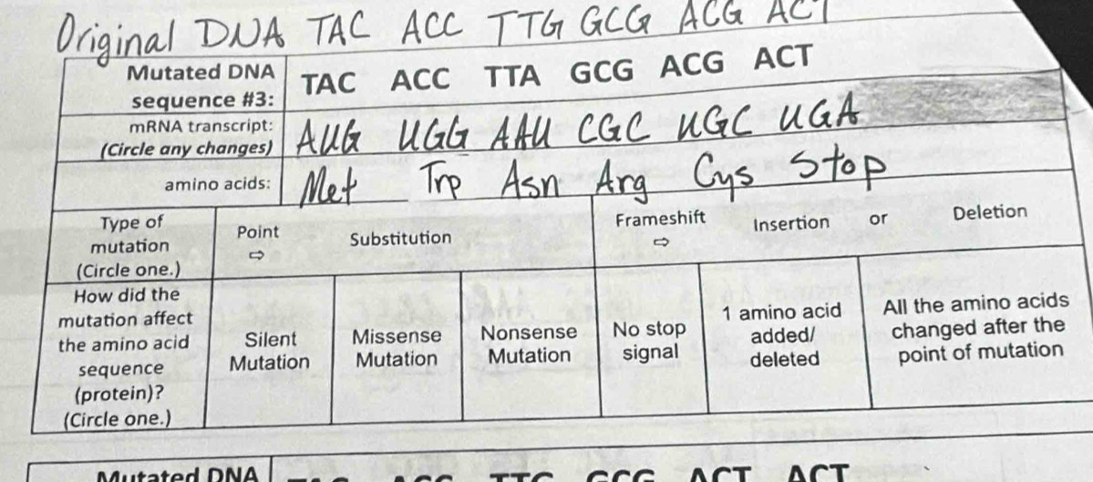 Mutated DNA ACT ACT