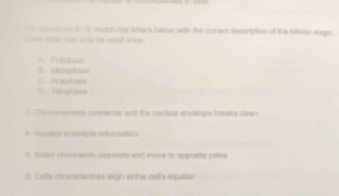 coertons 3 - 1, mutch the lutlers Salias with the comect description of the Melle stage
oh seller car only be ased anoe .. Proptass 3. bistaphass
D. TstapPaso C. Arachass
1. Chow eonomes cediense and the nuclest envelope beaaks down
4. Naciear eneslape refornusion
6 listor crsomands srpaeste and meve is opposita pelçs
6. Cella chrensosomes align as the pell's equaser