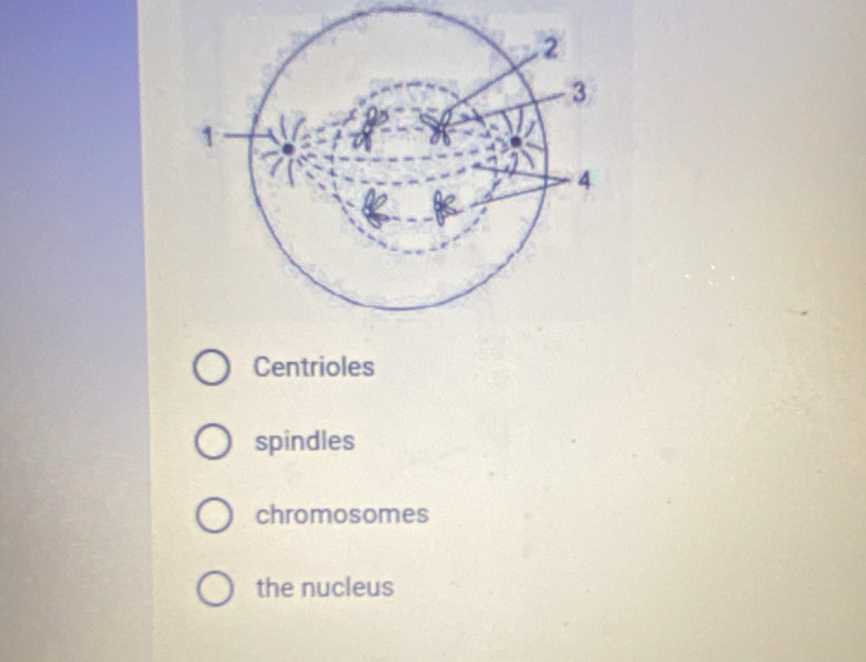 Centrioles
spindles
chromosomes
the nucleus