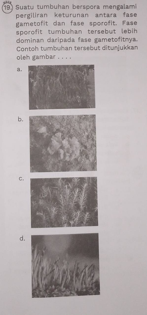 19.) Suatu tumbuhan berspora mengalami
pergiliran keturunan antara fase
gametofit dan fase sporofit. Fase
sporofit tumbuhan tersebut lebih
dominan daripada fase gametofitnya.
Contoh tumbuhan tersebut ditunjukkan
oleh gambar . . . .
a.
b.
C.
d.