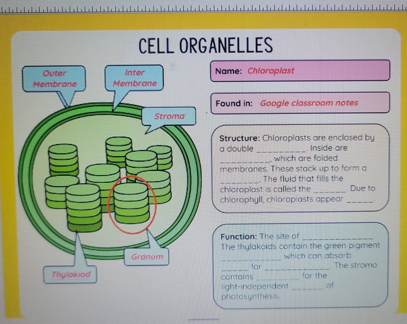 ANELLES 
Name: Chloroplast 
Found in: Google classroom notes 
Structure: Chloroplasts are enclosed by 
a double _Inside are 
_which are folded 
membranes. These stack up to form a 
_. The fluld that fills the 
chloroplast is called the _Due to 
chlarophyll, chloroplasts appear_ 
Function: The site of_ 
The thylakoids contain the green pigment 
_ 
which can absorb 
_for _The stroma 
for the 
contains_ 
ight-independent_ 
of 
photosynthesis.