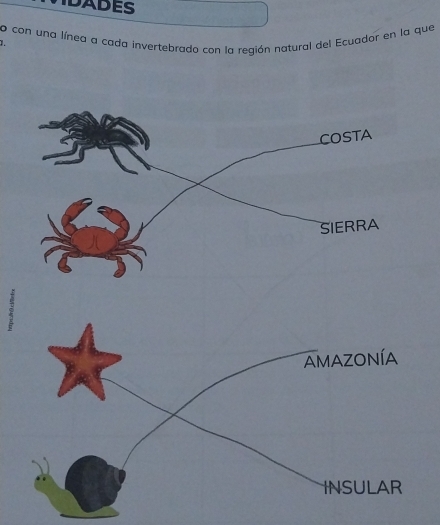 DADES 
1. o con una línea a cada invertebrado con la región natural del Ecuador en la que