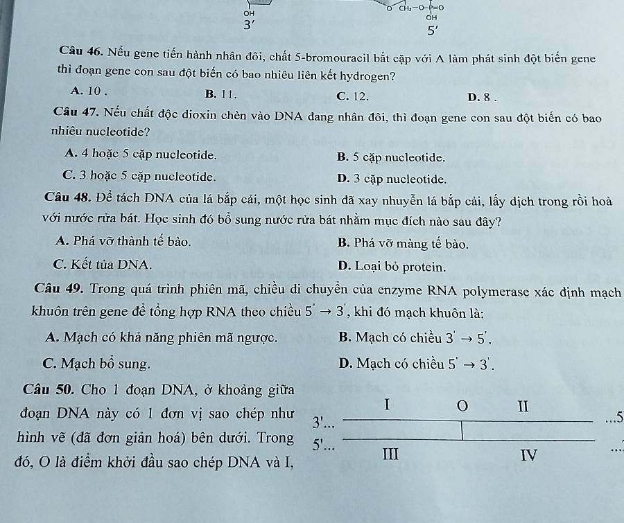 CH_2-O-P=0
OH
oh
3'
5'
Câu 46. Nếu gene tiến hành nhân đôi, chất 5 -bromouracil bắt cặp với A làm phát sinh đột biến gene
thì đoạn gene con sau đột biến có bao nhiêu liên kết hydrogen?
A. 10. B. 11. C. 12. D. 8.
Câu 47. Nếu chất độc dioxin chèn vào DNA đang nhân đôi, thì đoạn gene con sau đột biến có bao
nhiêu nucleotide?
A. 4 hoặc 5 cặp nucleotide. B. 5 cặp nucleotide.
C. 3 hoặc 5 cặp nucleotide. D. 3 cặp nucleotide.
Câu 48. Để tách DNA của lá bắp cải, một học sinh đã xay nhuyễn lá bắp cải, lấy dịch trong rồi hoà
với nước rửa bát. Học sinh đó bổ sung nước rửa bát nhằm mục đích nào sau đây?
A. Phá vỡ thành tế bào. B. Phá vỡ màng tế bào.
C. Kết tủa DNA. D. Loại bỏ protein.
Câu 49. Trong quá trình phiên mã, chiều di chuyển của enzyme RNA polymerase xác định mạch
khuôn trên gene đề tổng hợp RNA theo chiều 5'to 3' , khi đó mạch khuôn là:
A. Mạch có khả năng phiên mã ngược. B. Mạch có chiều 3'to 5'.
C. Mạch bổ sung. D. Mạch có chiều 5'to 3'. 
Câu 50. Cho 1 đoạn DNA, ở khoảng giữa
I
II
đoạn DNA này có 1 đơn vị sao chép như 3'... 
..5
hình vẽ (đã đơn giản hoá) bên dưới. Trong 5'... 
đó, O là điểm khởi đầu sao chép DNA và I,
III IV