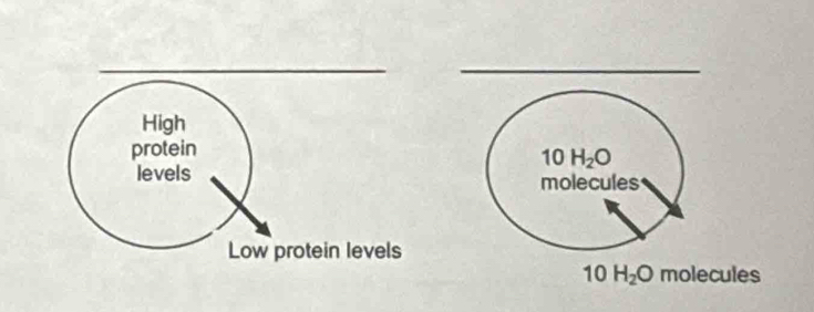 High 
protein
10H_2O
levels molecules 
Low protein levels
10H_2O molecules