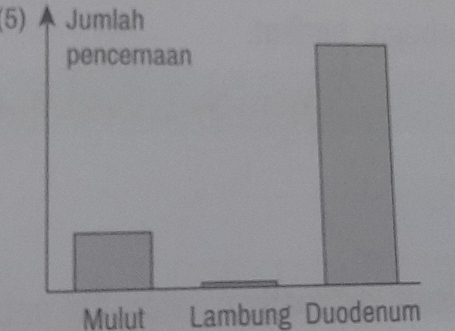 (5) Jumlah
pencemaan
Mulut Lambung Duodenum