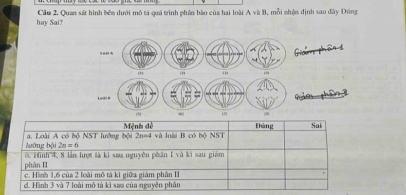 up thay the cac te bo g, s no m 
Câu 2. Quan sát hình bên dưới mô tả quá trình phân bào của hai loài A và B, mỗi nhận định sau dây Đúng
hay Sai?
Loài A
(1) (2) (3) (4)
Loài B
(5) (6) (2) (a) .
Mệnh đề Đúng Sai
a. Loài A có bộ NST lưỡng bội 2n=4 và loài B có bộ NST
lưỡng bội 2n=6
B. Hình 4, 8 lần lượt là kì sau nguyên phân I và kì sau giảm
phân II
c. Hình 1, 6 của 2 loài mô tả kì giữa giảm phân II
d. Hình 3 và 7 loài mô tả kì sau của nguyên phân