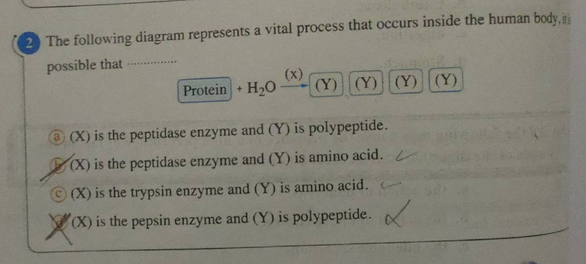 The following diagram represents a vital process that occurs inside the human body, i
possible that_
(x)
Protein +H_2O (Y) (Y) (Y) (Y)
③ (X) is the peptidase enzyme and (Y) is polypeptide.
(X) is the peptidase enzyme and (Y) is amino acid.
(X) is the trypsin enzyme and (Y) is amino acid.
(X) is the pepsin enzyme and (Y) is polypeptide.