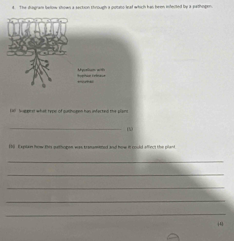 The diagram below shows a section through a potato leaf which has been infected by a pathogen. 
(a) Suggest what type of pathogen has infected the plant 
_ 
(1) 
(b Explain how this pathogen was transmitted and how it could affect the plant 
_ 
_ 
_ 
_ 
_ 
(4)