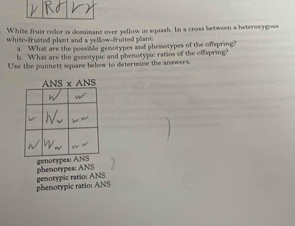White fruit color is dominant over yellow in squash. In a cross between a heterozygous
white-fruited plant and a yellow-fruited plant:
a. What are the possible genotypes and phenotypes of the offspring?
b. What are the genotypic and phenotypic ratios of the offspring?
Use the punnett square below to determine the answers.
genotyp
phenotypes: ANS
genotypic ratio: ANS
phenotypic ratio: ANS