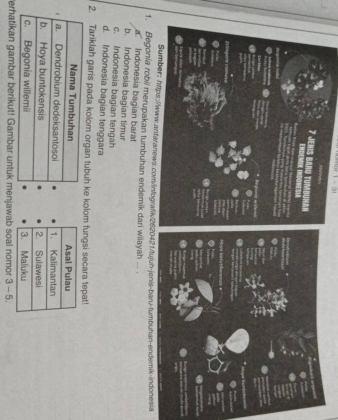 umor 1 - 3!
ANTARA
7 JENIS BARU TUMBUHAN
ENDEMIK INDONESIA
Badan Riset dan Inovasl Nasional (BRIN) merilis
temuan tujuh jenis baru tumbuhan di akhir 
2021. Tumbuhan yang mayoritas tanaman hias
ini menambah koleksi keanekaragaman hayati
Begonia robil 
Indonesia.
Lokasi endemik Daun asimetris
Pulau Sumatera dengan corak Begonia willemii
Ciri khas hijau dan merah 
Bunga jantan keunguan
berbentuk Pulau
elips berwarna 
Sulawesi 
putin
Berbulu 
pada
permukaan
Etlingera comosa atas daun (lamina 
Puisu 
adaksial).
Sulawesi Bunga jantan 
Rambut 
berbentuk bulat
berumbai
telur berwarna
di bagian putih
pelepah 
Ligula daun asimetris 
dan bercangap. 
Sumber: https://www.antaranews.com/infografik/21/tujuh-jenis-baru-tumbuhan-endemik-i
1. Begonia robii merupakan tumbuhan endemik dari wilayah ... .
a. Indonesia bagian barat
b. Indonesia bagian timur
c. Indonesia bagian tengah
d. Indonesia bagian tenggara
2. Tariklah garis pada kolom organ tubuh kolom fungsi secara tepat!
Perhatikan gambar berikut! Gambar untuk menjawab soal nomor 3 - 5.