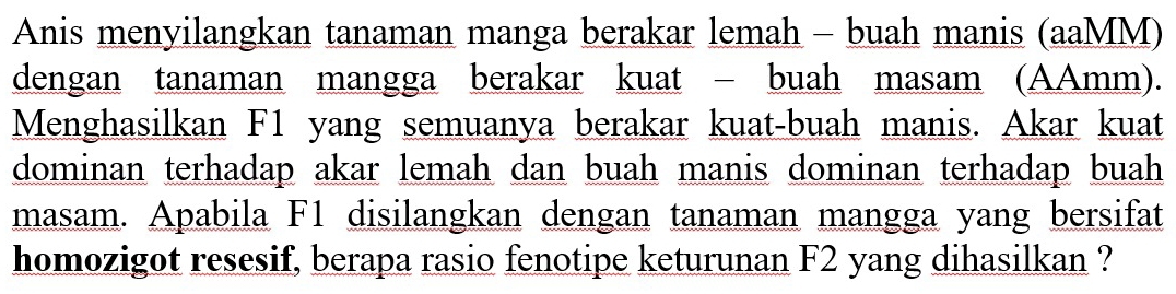 Anis menyilangkan tanaman manga berakar lemah - buah manis (aaMM) 
dengan tanaman mangga berakar kuat − buah masam (AAmm). 
Menghasilkan F1 yang semuanya berakar kuat-buah manis. Akar kuat 
dominan terhadap akar lemah dan buah manis dominan terhadap buah 
masam. Apabila F1 disilangkan dengan tanaman mangga yang bersifat 
homozigot resesif, berapa rasio fenotipe keturunan F2 yang dihasilkan ?