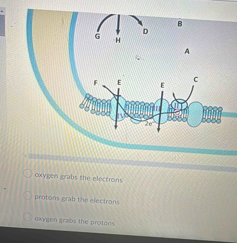 oxygen grabs the electrons
protons grab the electrons
oxygen grabs the protons