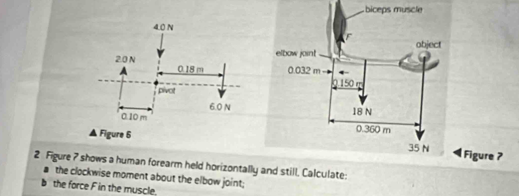 Figure 7 
2 Figure 7 shows a human forearm held horizontally and still, Calculate: 
the clockwise moment about the elbow joint; 
the force F in the muscle.