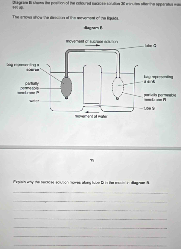 Diagram B shows the position of the coloured sucrose solution 30 minutes after the apparatus was 
set up. 
The arrows show the direction of the movement of the liquids. 
diagram B 
e
15
Explain why the sucrose solution moves along tube Q in the model in diagram B. 
_ 
_ 
_ 
_ 
_ 
_ 
_