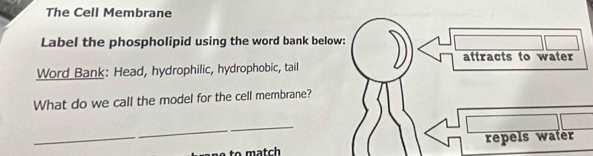 The Cell Membrane 
Label the phospholipid using the word bank below: 
attracts to water 
Word Bank: Head, hydrophilic, hydrophobic, tail 
What do we call the model for the cell membrane? 
_ 
to match repels water