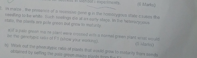 cess in Mendel's experiments. (6 Marks) 
2. in maize , the presence of a recessive gene g in the homozygous state causes the 
seedling to be white. Such seelings die at an early stage. In the heterozygous 
state, the plants are pale green but grow to maturity. 
a)If a pale green ma ze plant were crossed with a normal green plant what would 
be the genotypic ratio of F1 (show your working). (5 Marks) 
b) Work out the phenotypic ratio of plants that would grow to maturity from seeds 
obtained by selfing the pale green maize plants from the