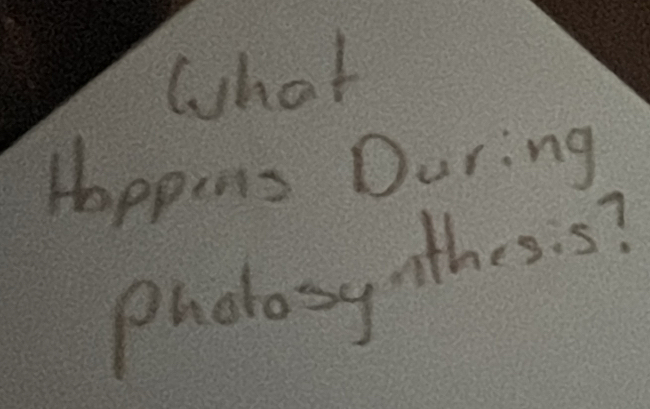 What 
Hoppens During 
Pholosyothes. s?