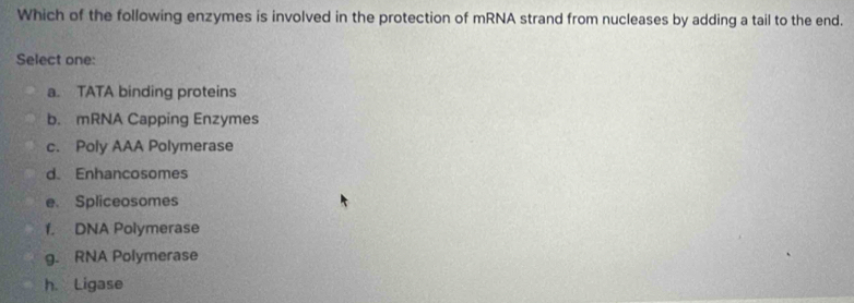 Which of the following enzymes is involved in the protection of mRNA strand from nucleases by adding a tail to the end.
Select one:
a. TATA binding proteins
b. mRNA Capping Enzymes
c. Poly AAA Polymerase
d. Enhancosomes
e. Spliceosomes
f. DNA Polymerase
g. RNA Polymerase
h. Ligase