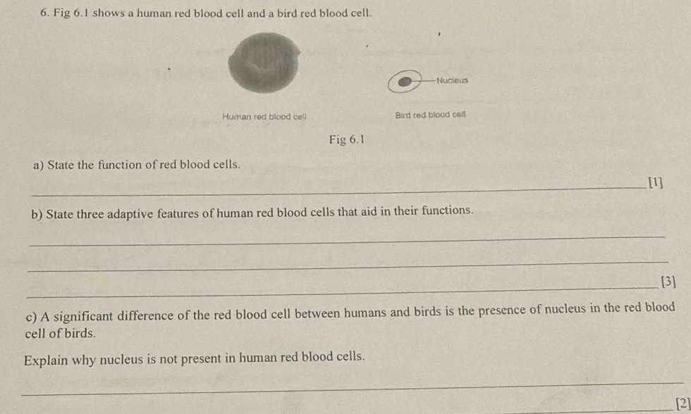 Fig 6.1 shows a human red blood cell and a bird red blood cell. 
Nucieus 
Human red blood cell Bird red blood call 
Fig 6.1 
a) State the function of red blood cells. 
_[1] 
b) State three adaptive features of human red blood cells that aid in their functions. 
_ 
_ 
_[3] 
c) A significant difference of the red blood cell between humans and birds is the presence of nucleus in the red blood 
cell of birds. 
Explain why nucleus is not present in human red blood cells. 
_ 
_[2]