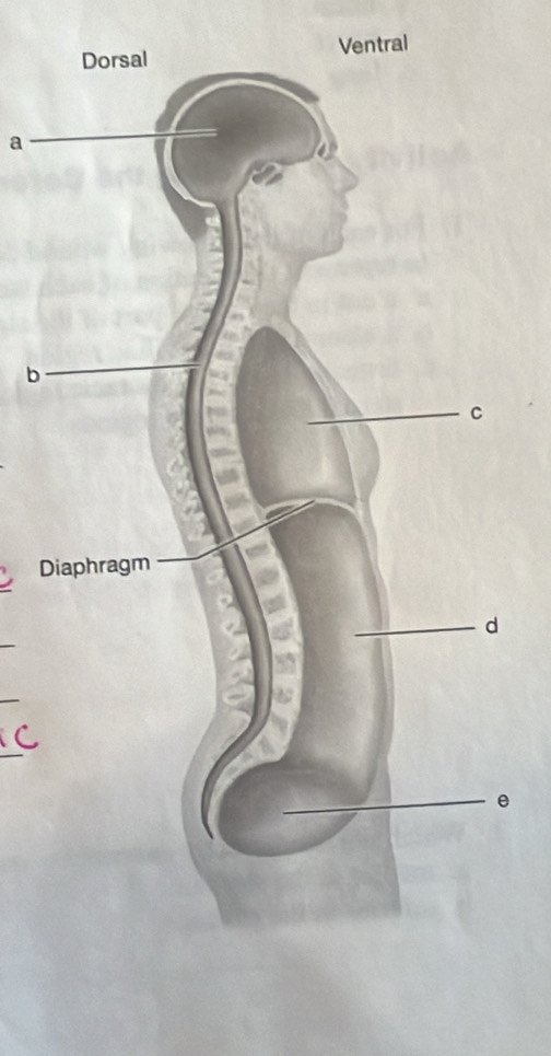 Ventral
a
b
D
e