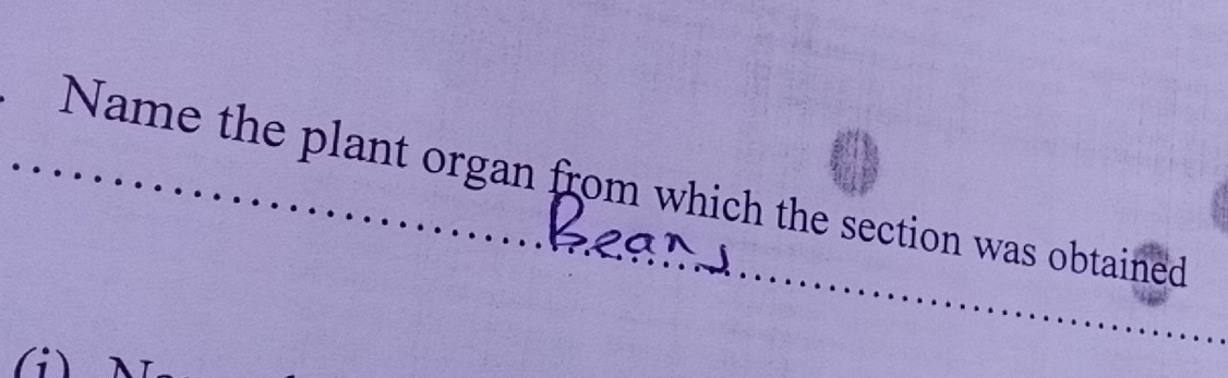 Name the plant organ from which the section was obtained 
(i)