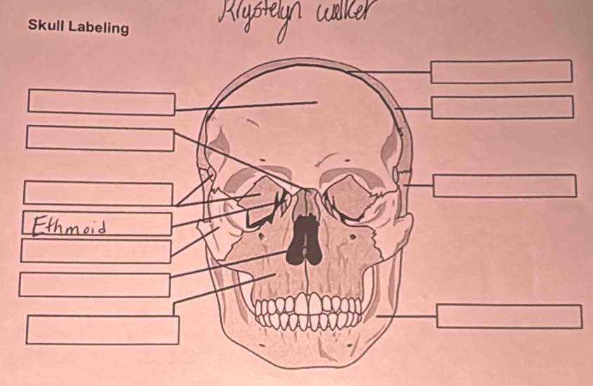 Skull Labeling