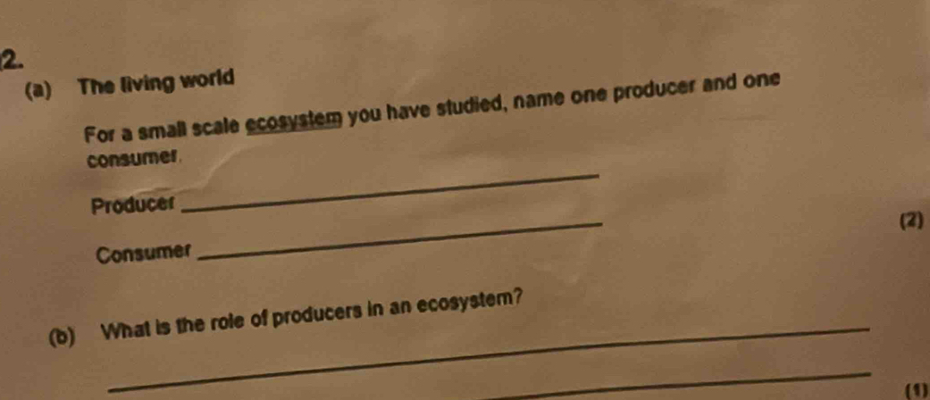 The living world 
For a small scale ecosystem you have studied, name one producer and one 
consumer 
_ 
Producer 
_ 
(2) 
Consumer 
(b) What is the role of producers in an ecosystem? 
_ 
(1)