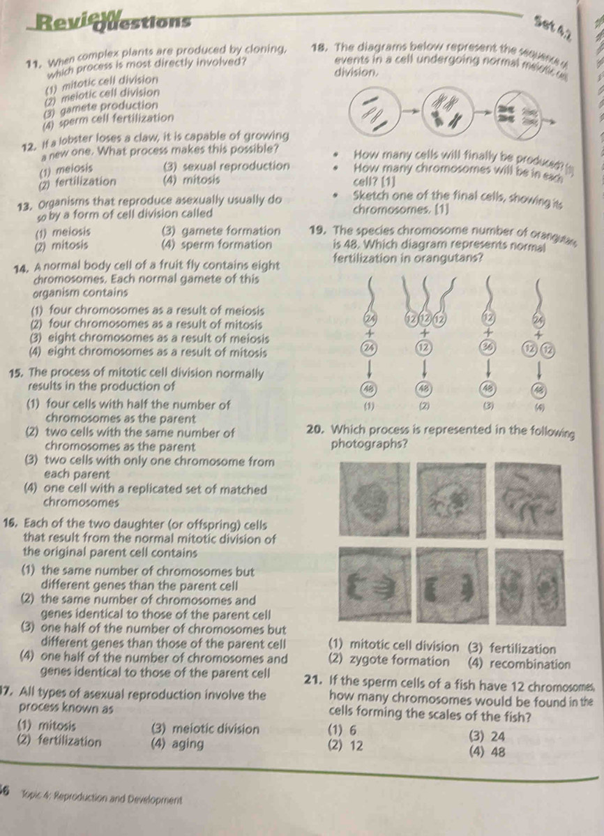 Revi estions a
Set 42
11. When complex plants are produced by cloning, 18. The diagrams below represent the sequencs u a
which process is most directly involved?
events in a cell undergoing normal m eet
(1) mitotic cell division
division.
(2) melotic cell division
a
(3) gamete production
(4) sperm cell fertilization
12. If a lobster loses a claw, it is capable of growing
a new one. What process makes this possible?
How many cells will finally be produced? |
(1) melosis (3) sexual reproduction How many chromosomes will be in sach
(2) fertilization (4) mitosis cell? [1]
Sketch one of the final cells, showing its
13. Organisms that reproduce asexually usually do chromosomes. [1]
by a form of cell division called
(1) meiosis (3) gamete formation 19. The species chromosome number of orangutan
(2) mitosis (4) sperm formation is 48. Which diagram represents normal
14. A normal body cell of a fruit fly contains eight fertilization in orangutans?
chromosomes. Each normal gamete of this
organism contains
(1) four chromosomes as a result of meiosis
(2) four chromosomes as a result of mitosis
a 12
(3) eight chromosomes as a result of meiosis
+
(4) eight chromosomes as a result of mitosis
a
a 12 12
15. The process of mitotic cell division normally
results in the production of 4 a
(1) four cells with half the number of (1) (2) (3) (4)
chromosomes as the parent
(2) two cells with the same number of 20. Which process is represented in the following
chromosomes as the parent photographs?
(3) two cells with only one chromosome from
each parent
(4) one cell with a replicated set of matched
chromosomes
16. Each of the two daughter (or offspring) cells
that result from the normal mitotic division of
the original parent cell contains
(1) the same number of chromosomes but
different genes than the parent cell
(2) the same number of chromosomes and
genes identical to those of the parent cell
(3) one half of the number of chromosomes but
different genes than those of the parent cell (1) mitotic cell division (3) fertilization
(4) one half of the number of chromosomes and (2) zygote formation (4) recombination
genes identical to those of the parent cell 21. If the sperm cells of a fish have 12 chromosomes,
17. All types of asexual reproduction involve the how many chromosomes would be found in the
process known as
cells forming the scales of the fish?
(1) mitosis (3) meiotic division (1) 6 (3) 24
(2) fertilization (4) aging (2) 12
(4) 48
16 Topic 4: Reproduction and Development