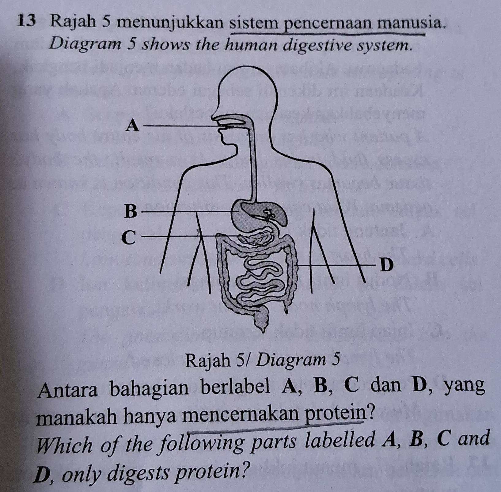 Rajah 5 menunjukkan sistem pencernaan manusia. 
Diagram 5 shows the human digestive system. 
Rajah 5/ Diagram 5 
Antara bahagian berlabel A, B, C dan D, yang 
manakah hanya mencernakan protein? 
Which of the following parts labelled A, B, C and
D, only digests protein?