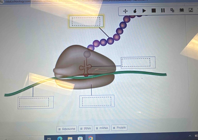 csisd schoology, comy common onresumeocuo 
# Ribosome :: tRNA : mRNA : Protein