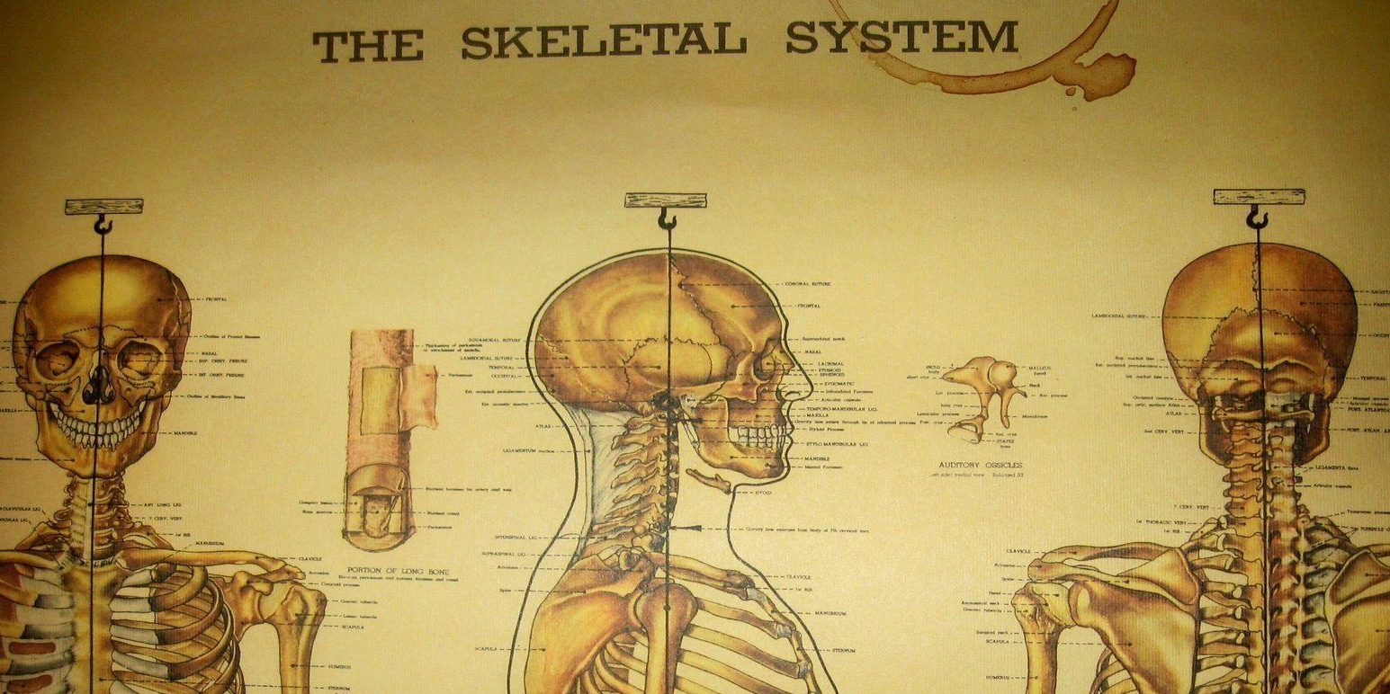 THE SKELETAL SYSTEM