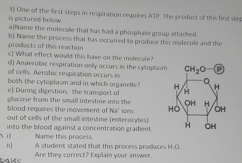 One of the first steps in respiration requires ATP. The product of this first step
is pictured below.
a)Name the molecule that has had a phosphate group attached.
b) Name the process that has occurred to produce this molecule and the
products of this reaction
c) What effect would this have on the molecule?
d) Anaerobic respiration only occurs in the cytoplasm
of cells. Aerobic respiration occurs in
both the cytoplasm and in which organelle? 
e) During digestion, the transport of
glucose from the small intestine into the 
blood requires the movement of Na^+ ions 
out of cells of the small intestine (enterocytes)
into the blood against a concentration gradient.
i) Name this process.
ii) A student stated that this process produces H_2O.
Are they correct? Explain your answer.
Dse