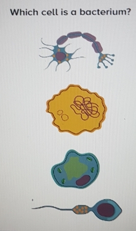 Which cell is a bacterium?