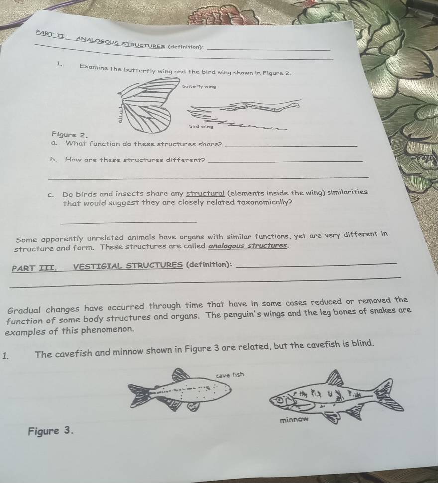 PART II. ANALOGOUS STRUCTURES (definition):_ 
_ 
1. Examine the butterfly wing and the bird wing shown in Figure 2. 
Figure 2. 
a. What function do these structures share?_ 
b. How are these structures different?_ 
_ 
c. Do birds and insects share any structural (elements inside the wing) similarities 
that would suggest they are closely related taxonomically? 
_ 
Some apparently unrelated animals have organs with similar functions, yet are very different in 
structure and form. These structures are called analogous structures. 
_ 
PART III. VESTIGIAL STRUCTURES (definition): 
_ 
Gradual changes have occurred through time that have in some cases reduced or removed the 
function of some body structures and organs. The penguin's wings and the leg bones of snakes are 
examples of this phenomenon. 
1. The cavefish and minnow shown in Figure 3 are related, but the cavefish is blind. 
Figure 3.