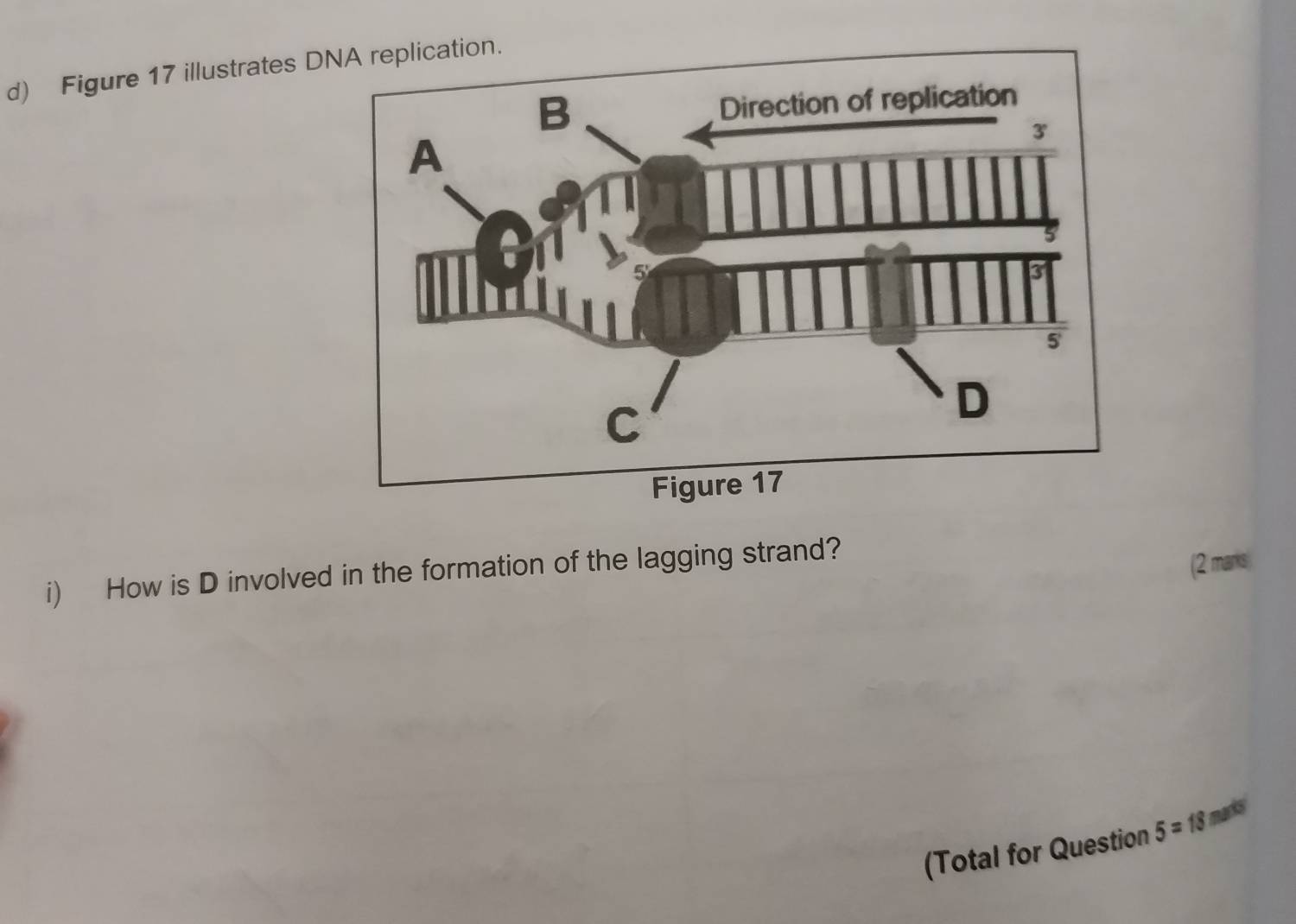 Figure 17 illustrates Dtion. 
i) How is D involved in the formation of the lagging strand? 
(2 marks 
(Total for Question 5=18m 5