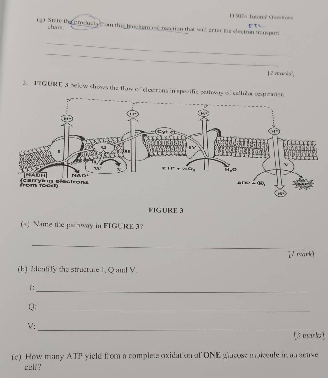 DB024 Tutorial Questions
(g) State the products from this biochemical reaction that will enter the electron transport
chain.
_
_
[2 marks]
3. FIGURE 3 below shows the flow of electrons in specific pathway of ce
FIGURE 3
(a) Name the pathway in FIGURE 3?
_
[l mark]
(b) Identify the structure I, Q and V.
_
I:
Q:_
V:_
[3 marks]
(c) How many ATP yield from a complete oxidation of ONE glucose molecule in an active
cell?