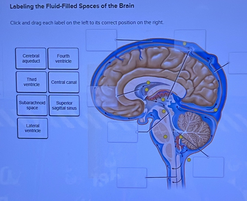 Labeling the Fluid-Filled Spaces of the Brain
Click and drag each label on the left to its correct position on the right.
Cerebral Fourth
aqueduct ventricle
Third
ventricle Central canal
Subarachnoid Superior
space sagittal sinus
Lateral
ventricle