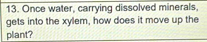 Once water, carrying dissolved minerals, 
gets into the xylem, how does it move up the 
plant?