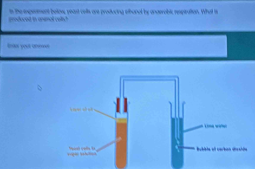 is the experment belowe yeast cells are producing ethanol by anaerobic respiration. What is 
produced in animal volts? 
Enlet your answer