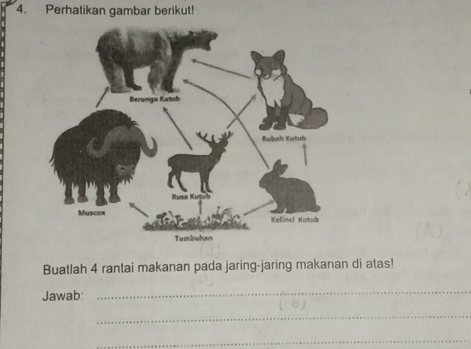 Perhatikan gambar berikut! 
Buatlah 4 rantai makanan pada jaring-jaring makanan di atas! 
Jawab 
_ 
_ 
_