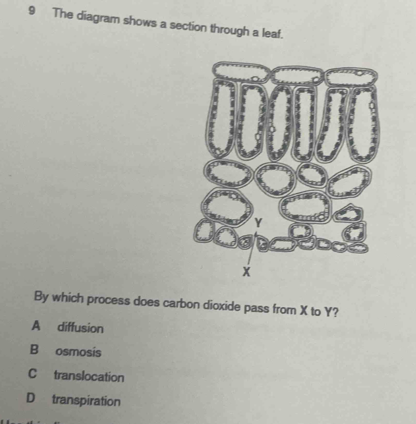 The diagram shows a section through a leaf.
By which process does carbon dioxide pass from X to Y?
A diffusion
B osmosis
C translocation
D transpiration