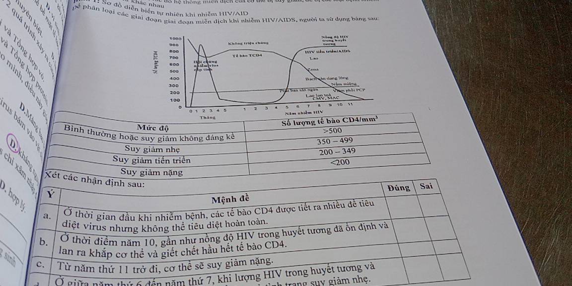 độ hệ thông miên địcn củi c8 thể Bị c
khác nhau
* : Sơ đồ diễn biến tự nhiên khi nhiễm HIV/AID

: pế phần loại các giai đoạn giai đoan miễn dịch khi nhiễm HIV/AIDS, người ta sử dụng báng sau:
2
1000
a o ?
900
Không triệu thông

8oo TTV đến cên/ATDs
700 Tế bào TCD4
Lao
394
“○o
500

400 Bạch văn dạng lông
300 Nằm mitng
200 Phát ban sản ngữa Viem phải PCP
100
。
0 1 2 3 4 5 ` 2 3 A 5 B 9 10 11
Tháng Năm nhiểm IIIV
Số lượng tế bào CD4/mm³
Bình thường hoặc suy giảm không đảng kế
Mức độ
500
350 - 499
5 Suy giảm nhẹ
200 - 349
Suy giảm tiến triển
<200</tex>
Suy giảm nặng

s
Ở giữa năm tưi 6 đán năm thứ 7
rang suy giảm
