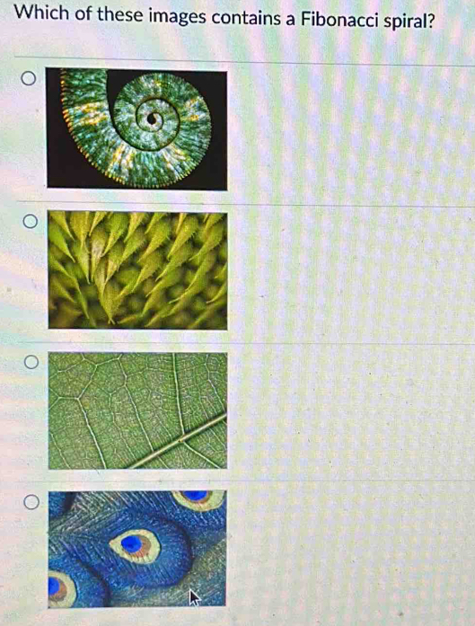 Which of these images contains a Fibonacci spiral?