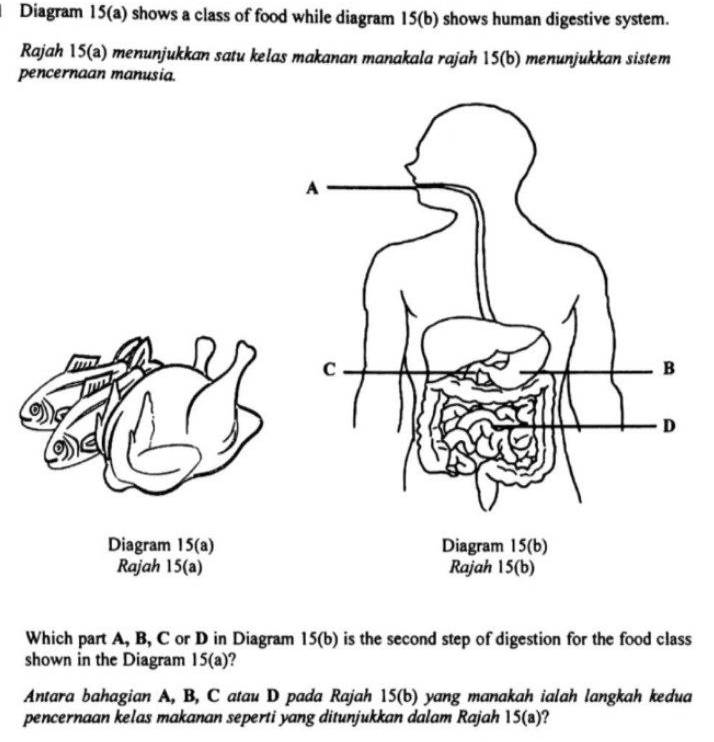 Diagram 15(a) shows a class of food while diagram 15(b) shows human digestive system. 
Rajah 15(a) menunjukkan satu kelas makanan manakala rajah 15(b) menunjukkan sistem 
pencernaan manusia. 
Diagram 15(a) 
Rajah 15(a) 
Which part A, B, C or D in Diagram I | sa ) is the second step of digestion for the food class . 
shown in the Diagram 15(a) 2 
Antara bahagian A, B, C atau D pada Rajah 15(b) yang manakah ialah langkah kedua 
pencernaan kelas makanan seperti yang ditunjukkan dalam Rajah 15(s)?